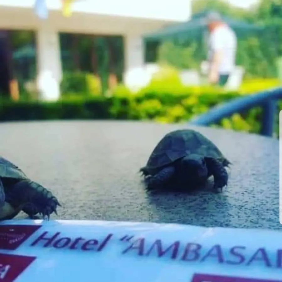 Hotel Ambasador Garden Lezha